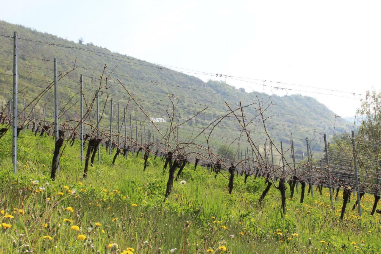 נאומבורג Ferienwohnung Weingut Kloster Pforta מראה חיצוני תמונה